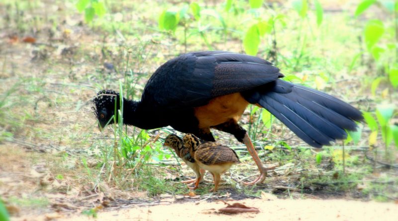 Minas Gerais devolve cerca de 5 mil animais silvestres por ano à natureza com atendimento especializado