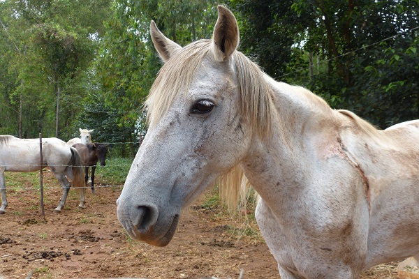 Novo projeto permite que investidores apostem em cavalos de