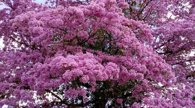 Começa a temporada de ipês, enchendo de cor e beleza as ruas das cidades –  Jornal Bairros Net