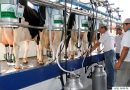 Competitividade: Governo de Minas suspende benefício de importadores para equilibrar o mercado leiteiro
