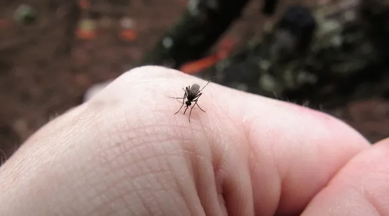 Mosquitos ‘turbinados’ com bactéria para barrar dengue serão soltos por semana em Minas