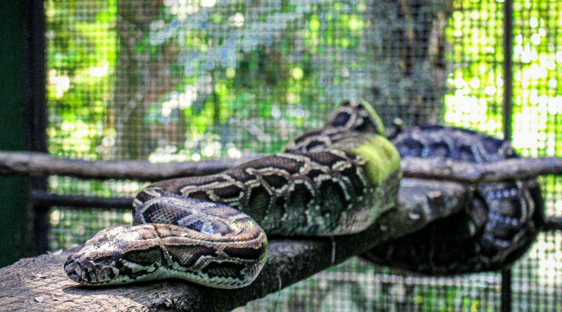 Após resgate, Polícia Ambiente entrega de cobra python ao Centro de Biodiversidades da Usipa