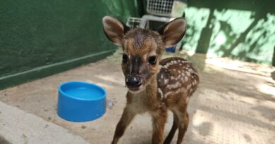Filhote de veado é acolhido no Cebus, em Ipatinga, para cuidados neonatais