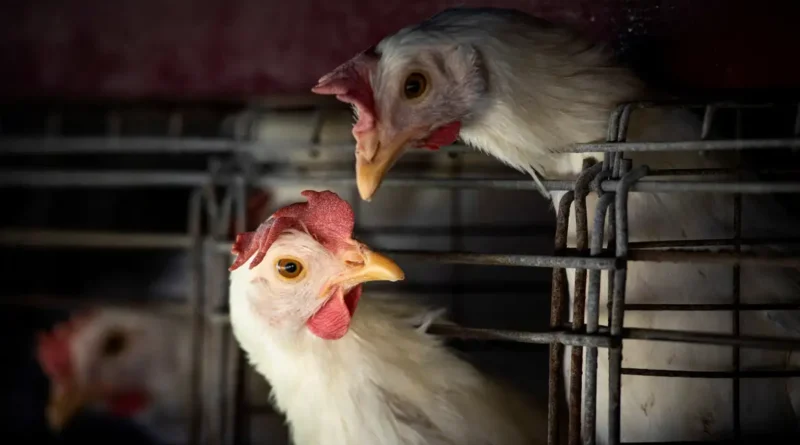 Gripe aviária: 450 toneladas de ovos será descartada em Minas Gerais
