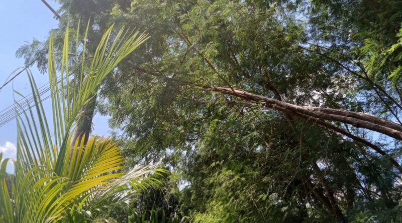 Árvores do cinturão verde da Aperam enroscam nos fios da rede elétrica, em Timóteo