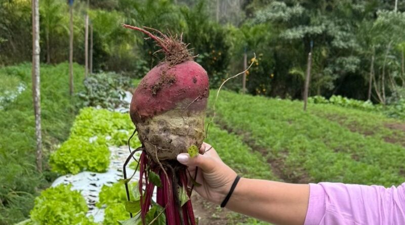 Prefeitura e COMSEA reforçam parceria com a agricultura familiar e mulheres produtoras rurais de Fabriciano