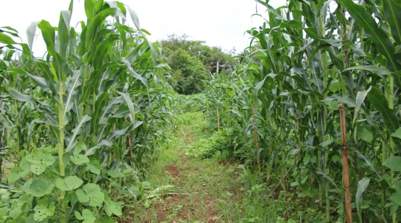 Empresa faz doação de corretivo agrícola para Agricultores Familiares de Timóteo