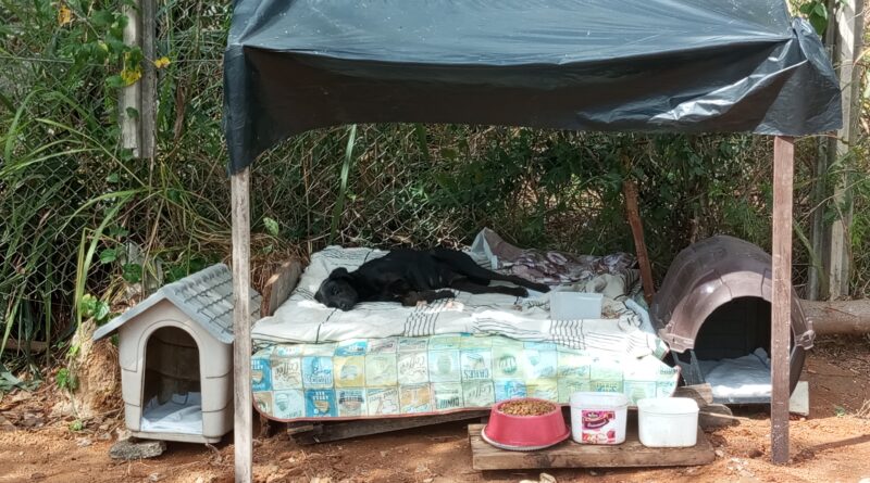 PROTEÇÃO DOS ANIMAIS: Pets abandonados do bairro Cruzeirinho ganham abrigo