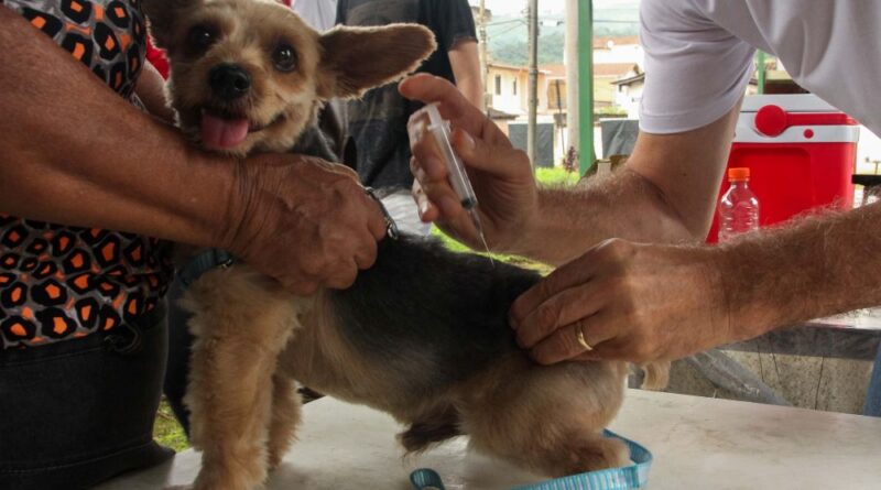Vacinação gratuita de cães e gatos em Coronel Fabriciano, começa dia 13 de setembro