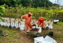 Ipatinga celebra o Dia da Árvore com plantios e ações de conscientização