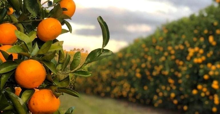 EUA reduzem tarifas para café, laranja, carne bovina e outros produtos