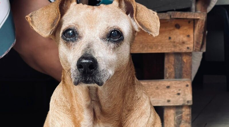 Corrente do bem promove rifa solidária para ajudar cachorrinha Kathy