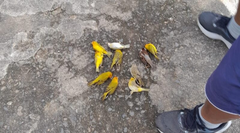 Moradores denunciam morte de pássaros por envenenamento no bairro Recanto Verde, em Timóteo