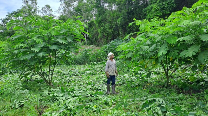 CENIBRA transforma resíduos industriais em solução sustentável para recuperar áreas degradadas