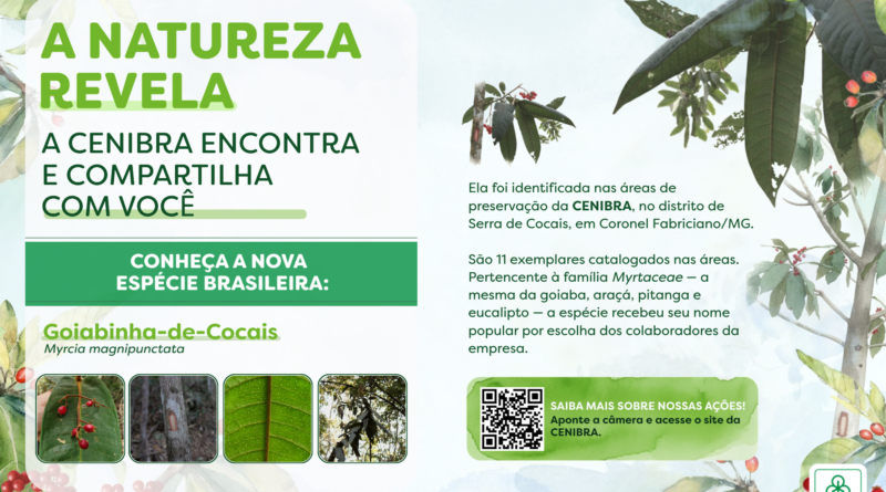 Goiabinha-de-cocais é a nova espécie de árvore identificada na Mata Atlântica