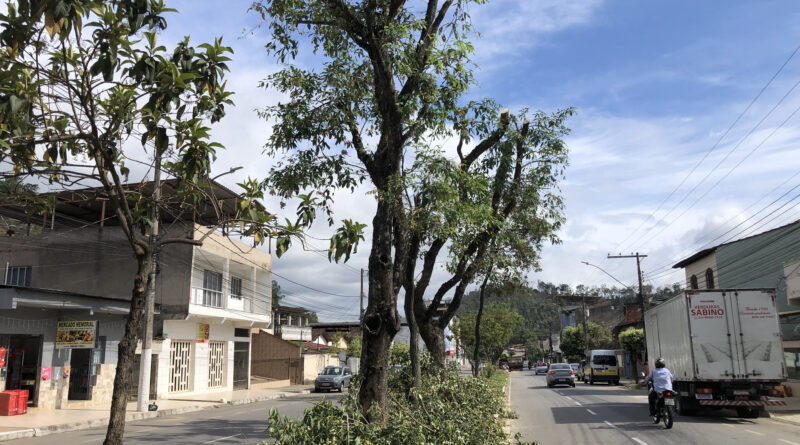Com ações preventivas, Prefeitura de Timóteo realiza podas e cortes de árvores doentes