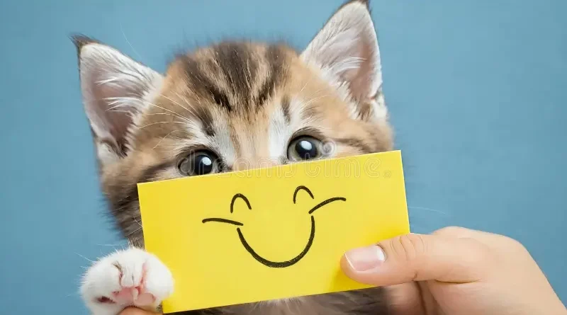 DIVERSÃO: Piadas de gato para rir sem moderação!