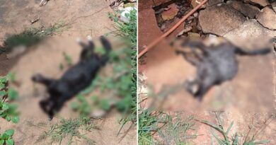 Envenenamento de gatos no bairro Passaredo em Timóteo, vira caso de Polícia