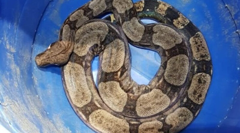 Médico e hospital são condenados por atendimento dado a paciente picado por cobra