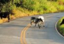 Plenário a ALMG aprova medidas de prevenção a acidentes com animais nas estradas