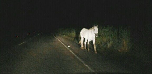 Rodovias do abandono: risco diário na LMG-760 e descaso na LMG-425