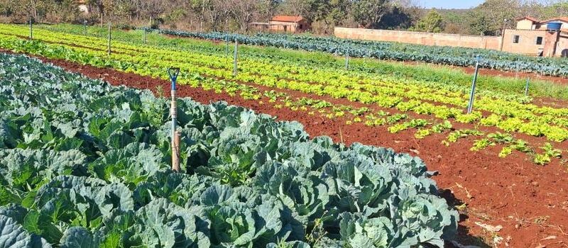 Emater-MG ensina como cultivar uma horta doméstica produtiva