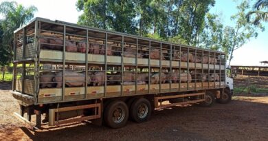 Avenida Acesita, em Timóteo, se transformou na chamada “rodovia do porco”
