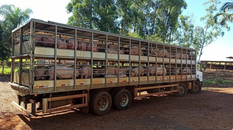 Avenida Acesita, em Timóteo, se transformou na chamada “rodovia do porco”