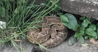 Bombeiros resgatam cascavel próxima ao CEFET em Timóteo