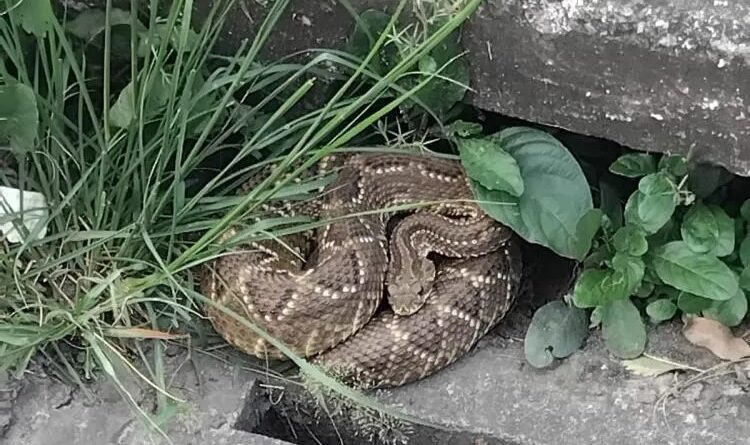 Bombeiros resgatam cascavel próxima ao CEFET em Timóteo