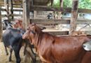 Belo Oriente realiza campanha de vacinação contra brucelose bovina