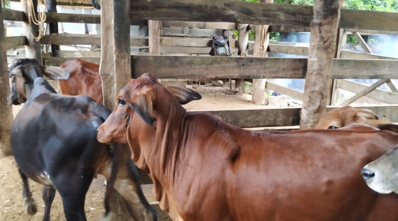 Belo Oriente realiza campanha de vacinação contra brucelose bovina