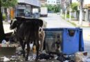 Gado solto em via pública expõe falhas no recolhimento em Timóteo