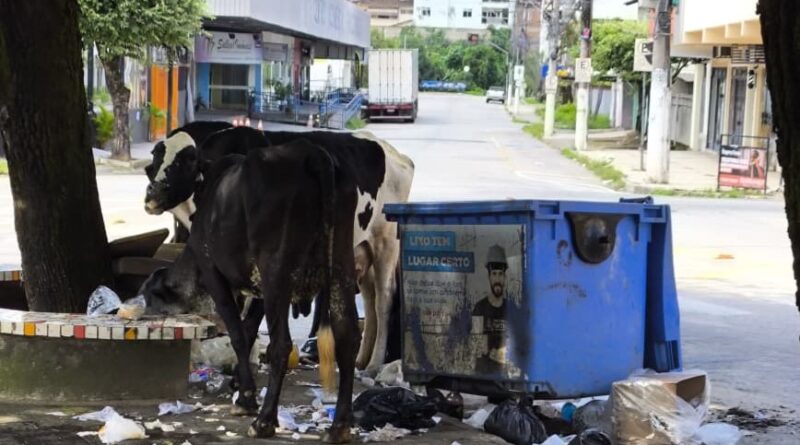 Gado solto em via pública expõe falhas no recolhimento em Timóteo