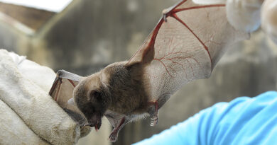 Morcego com raiva é identificado em Timóteo e Vigilância inicia bloqueio vacinal no bairro Eldorado