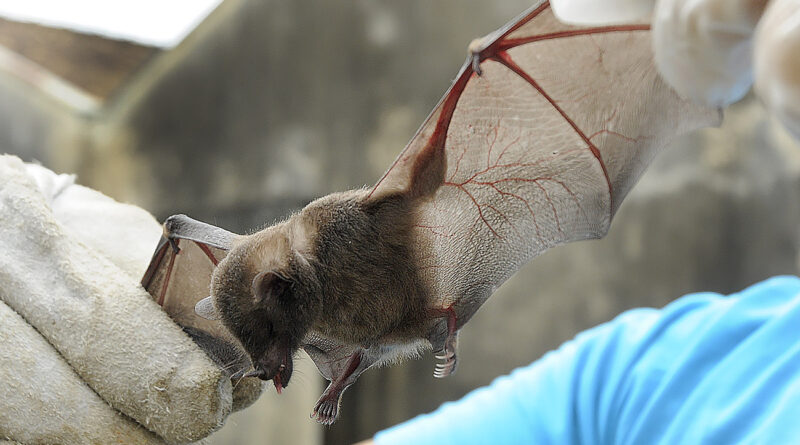 Morcego com raiva é identificado em Timóteo e Vigilância inicia bloqueio vacinal no bairro Eldorado