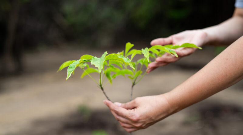 Usiminas avança no plantio de mudas e reforça cinturão verde 