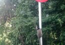 Sem passagens para a fauna, Avenida Maanaim ameaça animais silvestres em Fabriciano