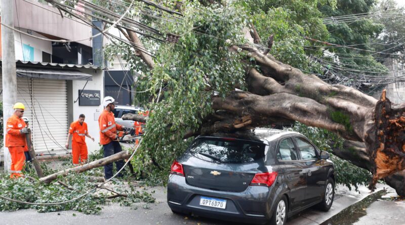 Alerta nas cidades: arborização sem planejamento aumenta risco de quedas de árvores, acidentes e falta de energia