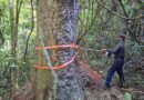 Estudo revela segredo de gigantes centenárias na (RPPN) Fazenda Macedônia