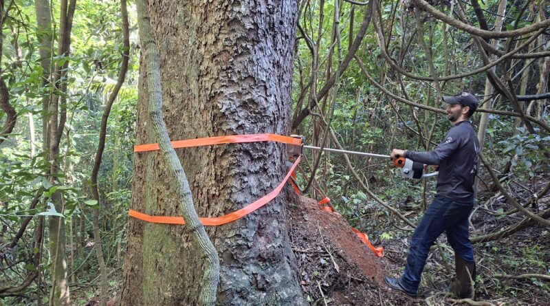 Estudo revela segredo de gigantes centenárias na (RPPN) Fazenda Macedônia